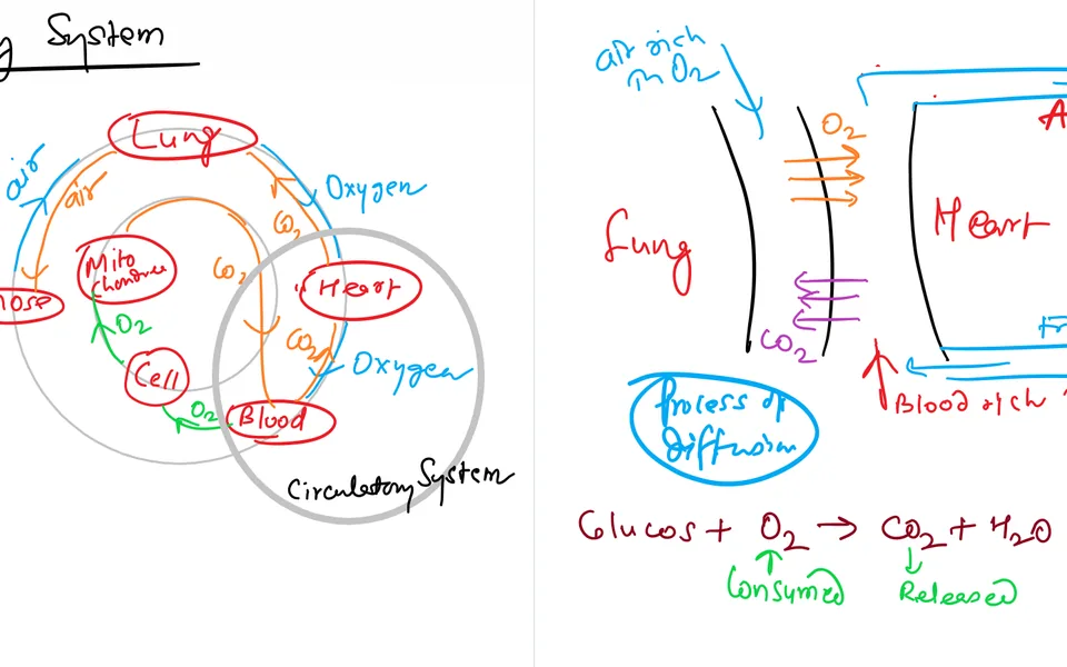 Class notes tracing respiration from lungs to blood to cell